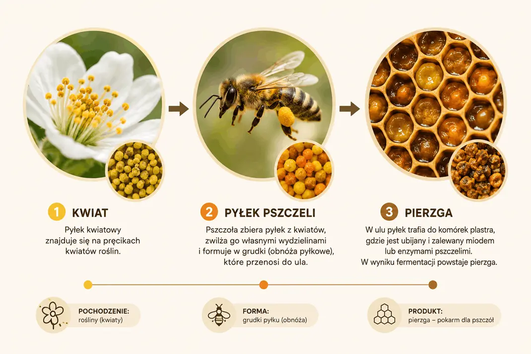 pylek-pszczeli-co-zawiera