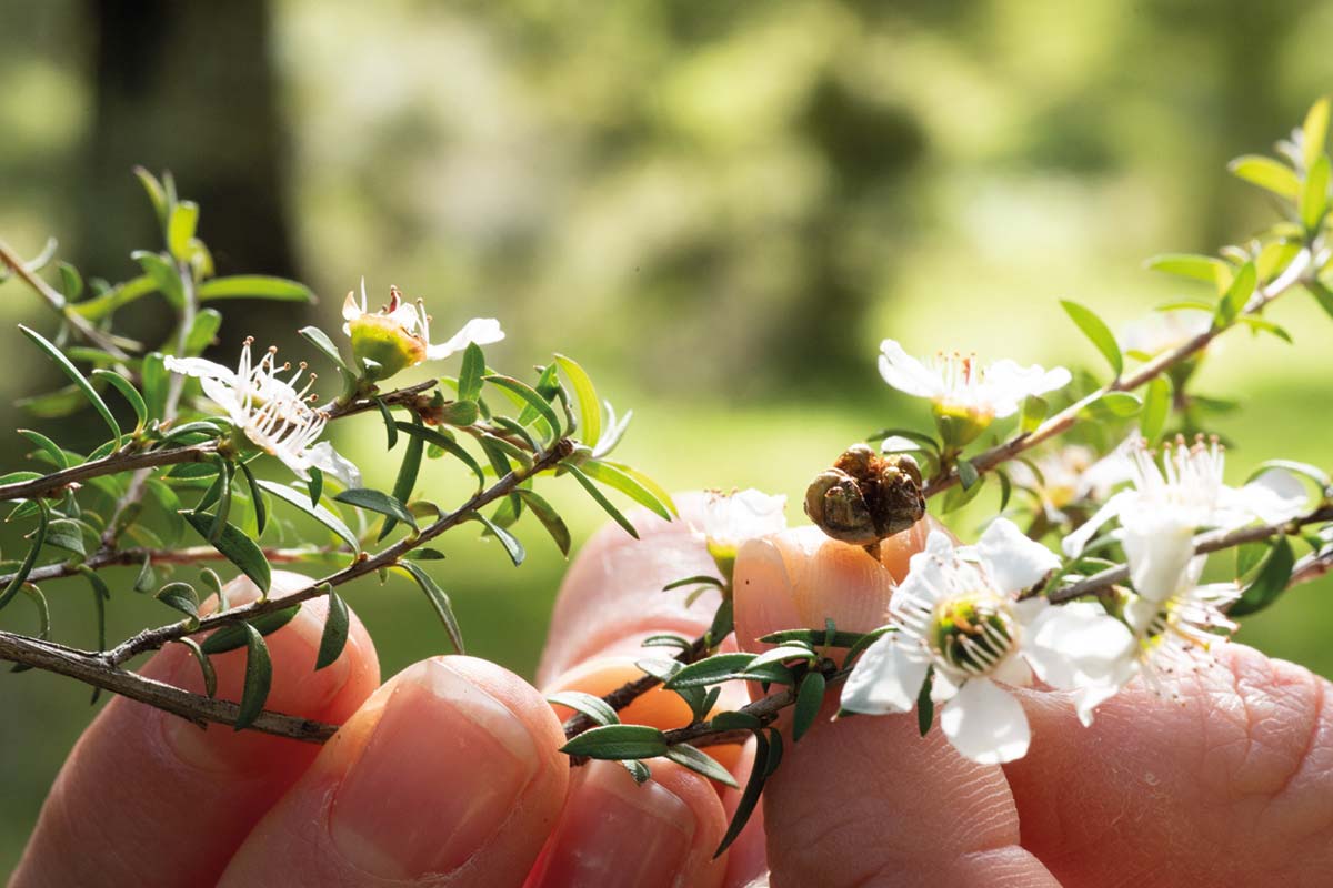 Etapy rozwoju kwiatu Manuka